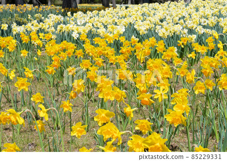 Daffodil flowers Daffodil flowers 85229331