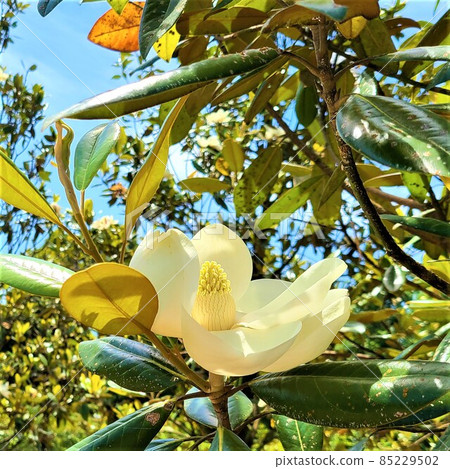 玉蘭玉蘭大花，太山樹，大山樹，常綠樹 85229502