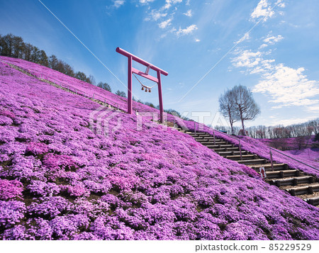 Toigakko Shiba櫻花公園 85229529