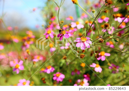 冬天波斯菊花 冬天波斯菊花 85229643