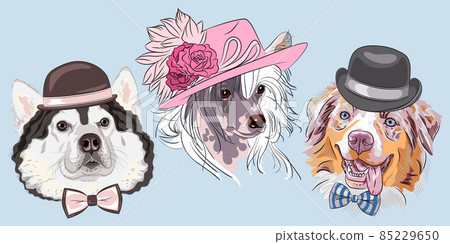 vector funny cartoon hipster Alaskan Malamute dog vector funny cartoon hipster Alaskan Malamute dog 85229650