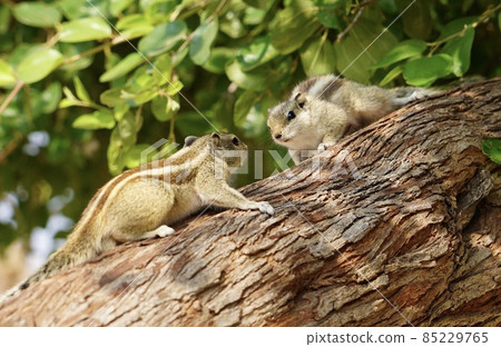 ≪印度國家公園≫ 野松鼠凝視比賽 85229765