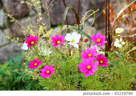 波斯菊花 波斯菊花 85229794