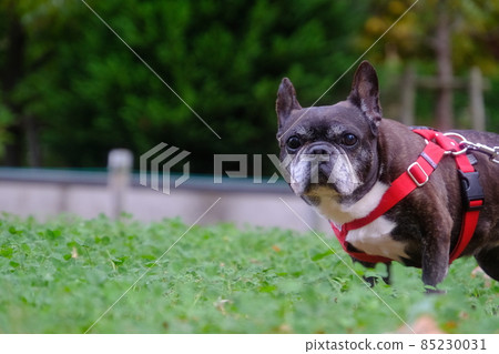 A walk with the French Bulldog 85230031
