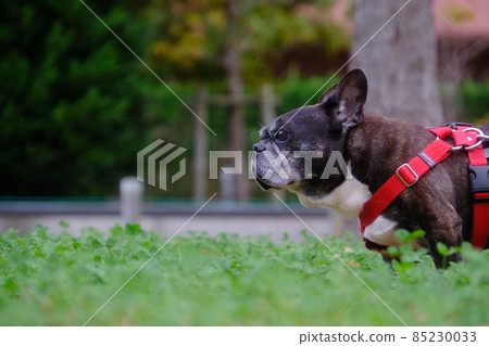 A walk with the French Bulldog 85230033