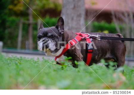 A walk with the French Bulldog A walk with the French Bulldog 85230034