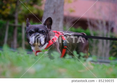 A walk with the French Bulldog A walk with the French Bulldog 85230035