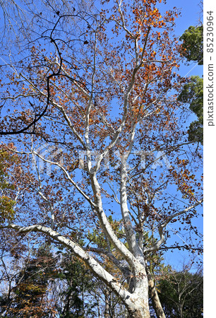 都立林誌之森公園 85230964