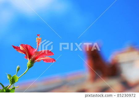 Mensore Okinawa Blue sky, red hibiscus and shisa Mensore Okinawa Blue sky, red hibiscus and shisa 85230972
