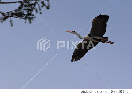 Gray heron Gray heron 85230992