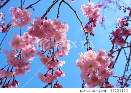 Sakura flower scenery that shines beautifully in the blue sky Sakura flower scenery that shines beautifully in the blue sky 85231133