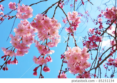 Sakura flower scenery that shines beautifully in the blue sky Sakura flower scenery that shines beautifully in the blue sky 85231134