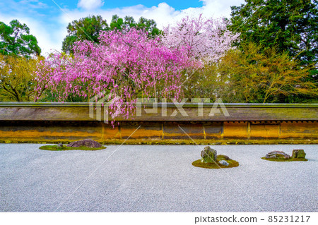 Stone garden and cherry blossoms at Ryoanji 85231217