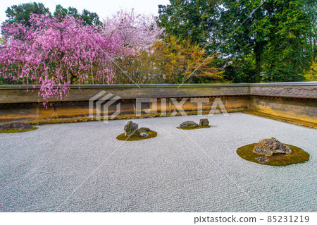 Stone garden and cherry blossoms at Ryoanji 85231219