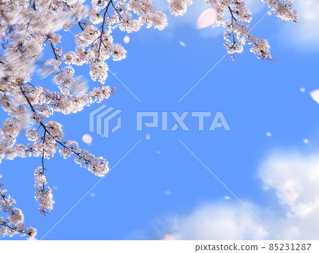 Simple material of cherry blossoms and blue sky Simple material of cherry blossoms and blue sky 85231287