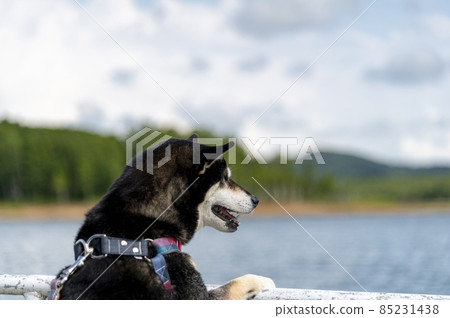 夏季的北海道須磨內湖畔的露營地黑芝 85231438