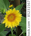 Sunflower sunflower sunflower 85231567