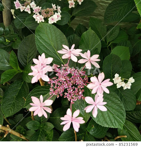 Hydrangea hydrangea 85231569