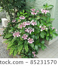 Hydrangea hydrangea 85231570