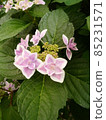 Hydrangea hydrangea 85231571