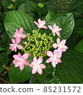 Hydrangea hydrangea 85231572