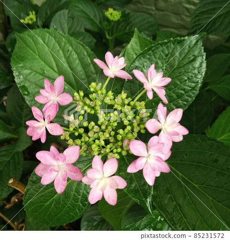 繡球花繡球花 繡球花繡球花 85231572