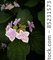 Hydrangea hydrangea 85231573