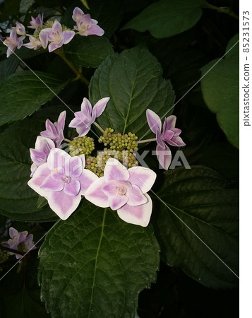 Hydrangea hydrangea 85231573