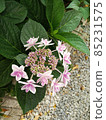 hydrangea   85231575