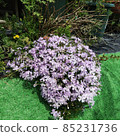 Moss phlox  85231736