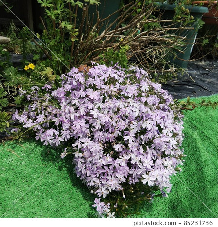 Moss phlox  85231736