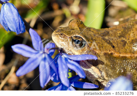 frog european common and spring flowers 85233276