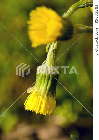two coltsfoots blossoms two coltsfoots blossoms 85233283