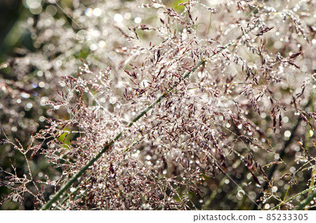 summer morning dew drops background 85233305