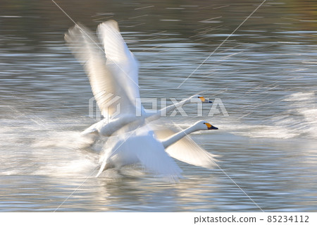 Swan landing site in Kawajima-cho, Hiki-gun, Saitama Prefecture 85234112