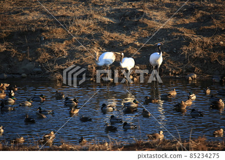 Cheorwon-gun. Cheorwon Crane Village. Red-crowned Crane. Birdwatching Cheorwon-gun. Cheorwon Crane Village. Red-crowned Crane. Birdwatching 85234275