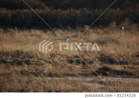 Cheorwon-gun. Cheorwon Crane Village. Red-crowned Crane. Birdwatching 85234320
