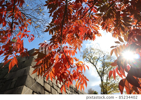 陽光明媚、紅橙葉樹、黃樹、冬死樹、石牆、白雲、藍天的風景 陽光明媚、紅橙葉樹、黃樹、冬死樹、石牆、白雲、藍天的風景 85234402