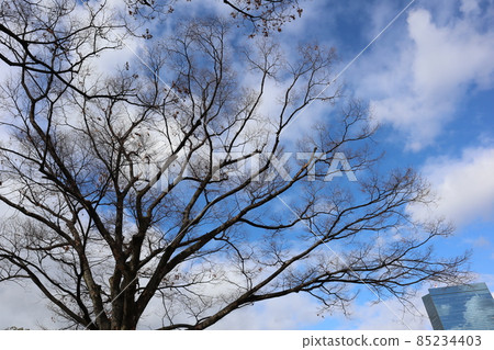 可以看到藍天白雲冬天枯萎的大樹和摩天大樓的風景 85234403