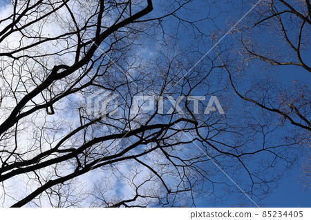仰望冬日枯樹白雲藍天細枝的天空風光 仰望冬日枯樹白雲藍天細枝的天空風光 85234405