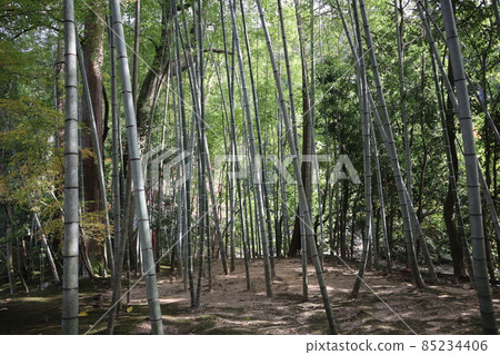 感受陽光的綠樹竹林風光 感受陽光的綠樹竹林風光 85234406