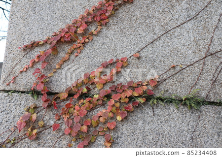 生長在石牆上的紅黃藤蔓景觀 生長在石牆上的紅黃藤蔓景觀 85234408