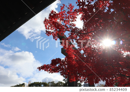 可以看到燦爛的陽光、紅楓、鳥居、綠樹、建築物、白雲、灰雲、藍天的風景。 可以看到燦爛的陽光、紅楓、鳥居、綠樹、建築物、白雲、灰雲、藍天的風景。 85234409
