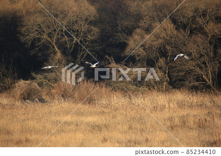 鐵原郡、鐵原鶴村、丹頂鶴、觀鳥 鐵原郡、鐵原鶴村、丹頂鶴、觀鳥 85234410