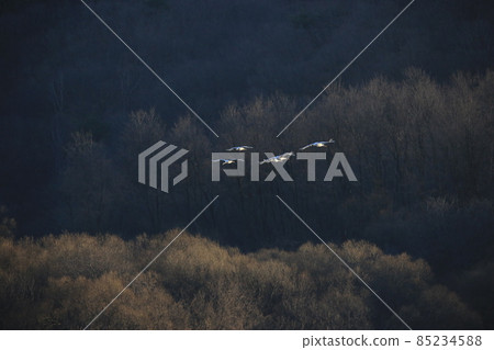 Gangwon-do, Cheorwon-gun, Cheorwon Crane Village, Exploration 85234588