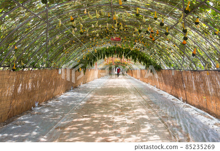 充滿西葫蘆和葫蘆果實的花隧道 充滿西葫蘆和葫蘆果實的花隧道 85235269