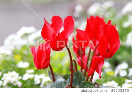 漂亮的花園仙客來花 85235270