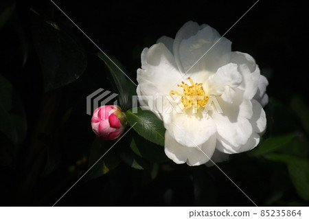 Wusuke: Light pink flowers bloom 85235864