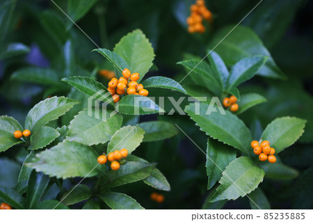 Fruit dyed in yellow-orange, Sarcandra glabra Fruit dyed in yellow-orange, Sarcandra glabra 85235885