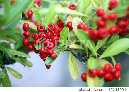 紅色成熟的火棘果 紅色成熟的火棘果 85235904